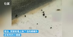  知名奶茶店遍布蟑螂，员工没健康证就上岗...关