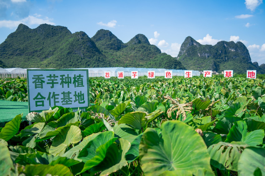 新茶饮行业新论：布局供应链不是突围行业内卷的手段