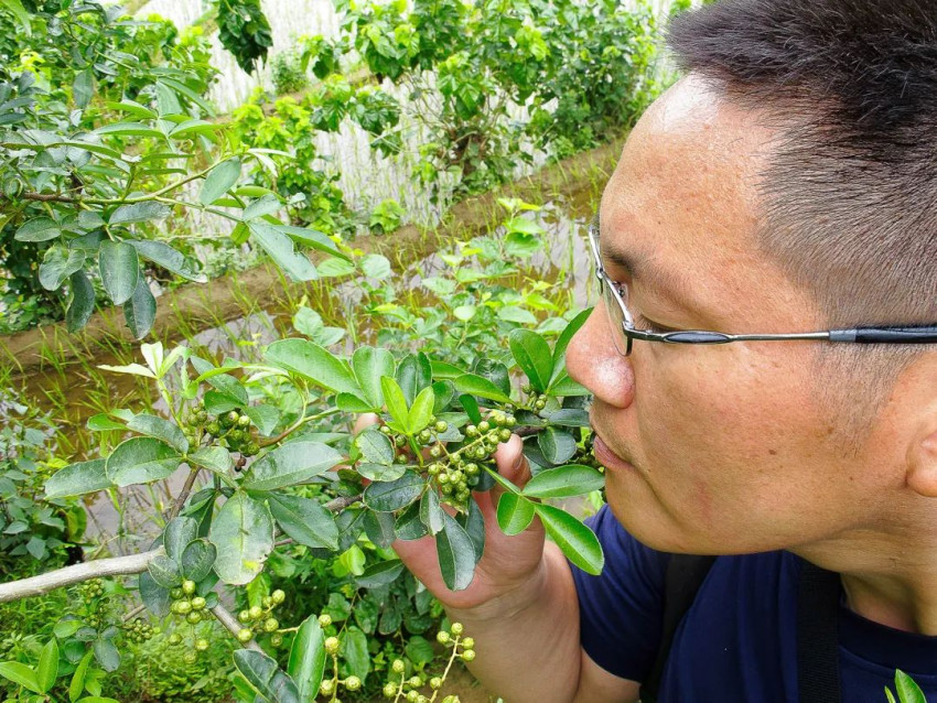 蔡名雄：从花椒风味模型到川菜出海