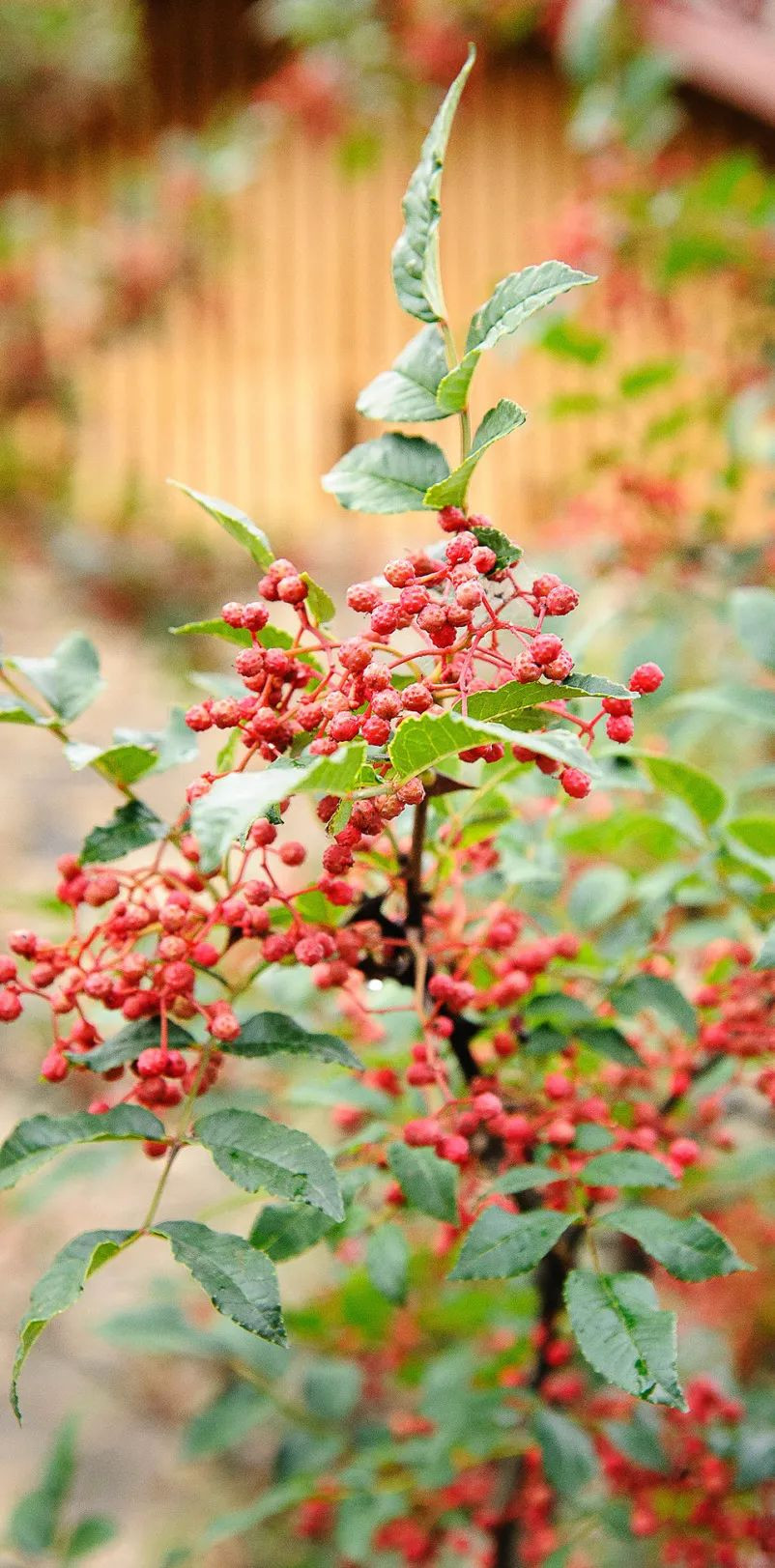 蔡名雄：从花椒风味模型到川菜出海