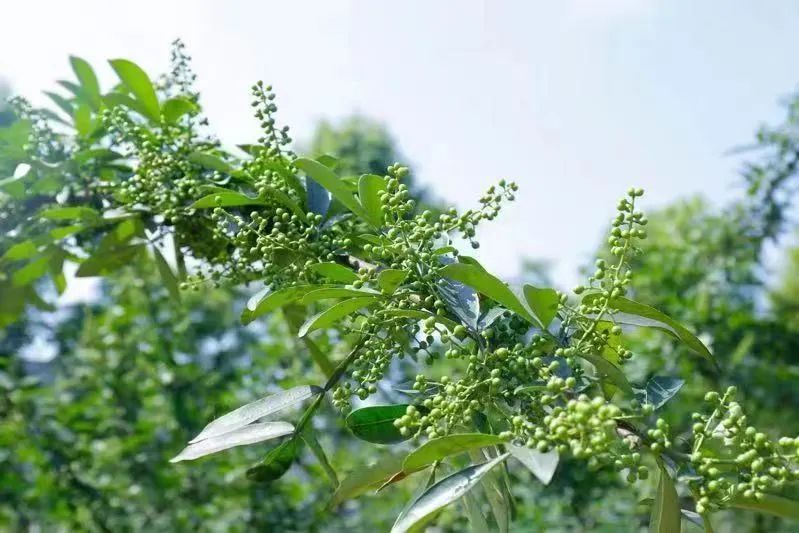 幺麻子冲刺深主板，藤椒油市场还有大机会？