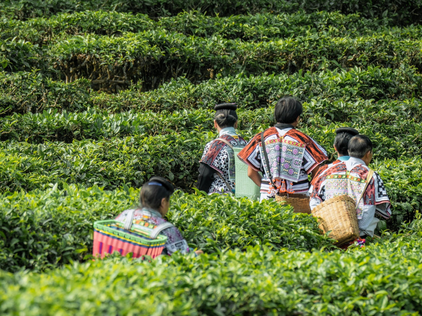 喜茶将实现主要茶叶配方自研 推出甄选茶园标准