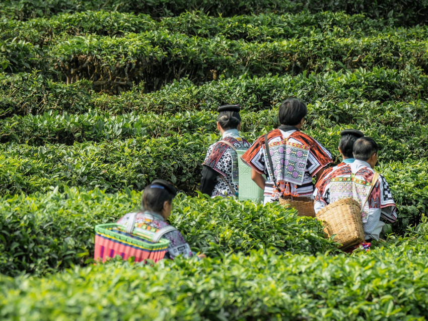 喜茶联合中国茶叶流通协会、飞猪发布6条新茶饮文旅线路攻略